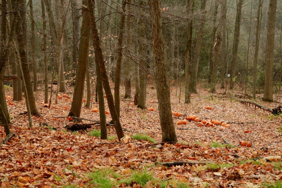 Waldboden bedeckt mit buntem Herbstlaub